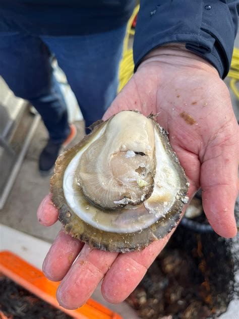 BELON OYSTERS - Ocean Made Seafood