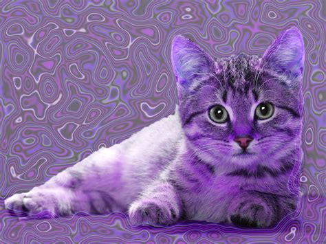 Cute purple kitten by Ashleyprincess201454 on DeviantArt