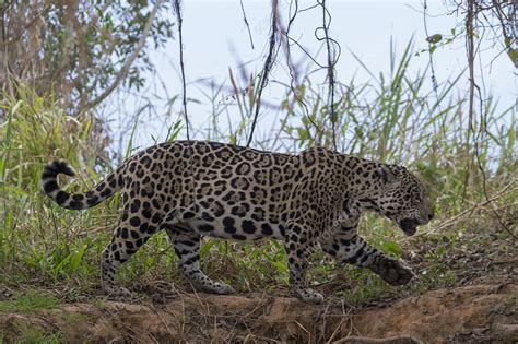 Jaguar hunting along riverbank, Pantanal, Mexico - Stock Image - C052/0849 - Science Photo Library