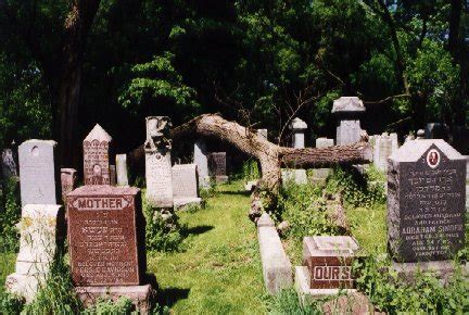 Waldheim Jewish Cemeteries: Downed tree