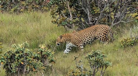 Leopard tracking in the misty highlands of Horton Plains – Classic Sri Lanka