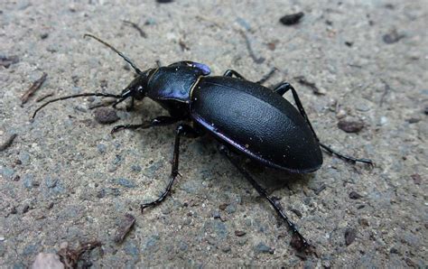 Violet Ground Beetle – Identification, Life Cycle, Facts & Pictures