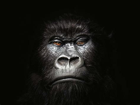 Gorilla Wallpapers | Animals Library