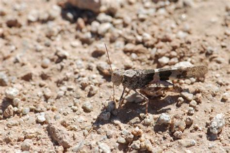 Bug of the Week: Pallid-winged Grasshoppers – Growing With Science Blog