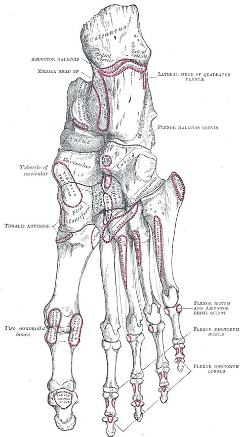 Tarsus (skeleton) - wikidoc