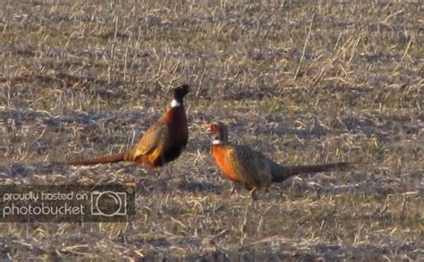 Pheasant pics! | Shotgun Forum