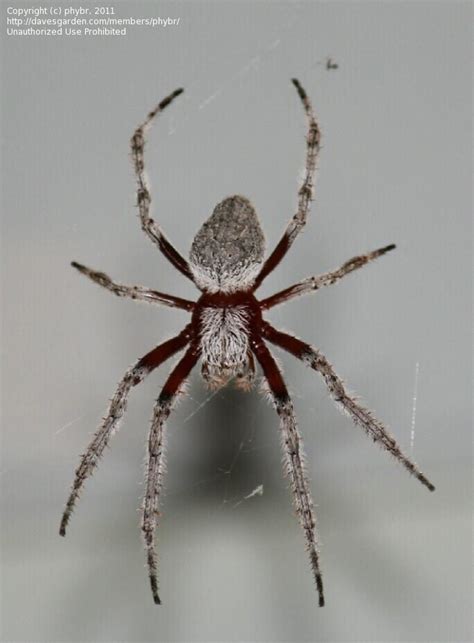 Insect and Spider Identification: CLOSED: Please help identify this spider?, 1 by phybr