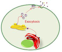 Zymogen: Granules & Activation | Study.com