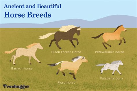 10 Strange and Beautiful Horse Breeds