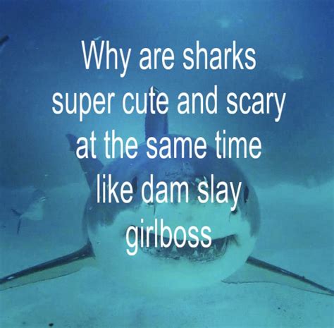 Cool Sharks, Cute Shark, Fb Memes, Funny Memes, Death Aesthetic, Shark Facts, Shark Pictures ...