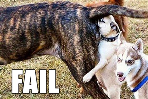 Funny Dog Fails 4 Cool Hd Wallpaper - Funnypicture.org