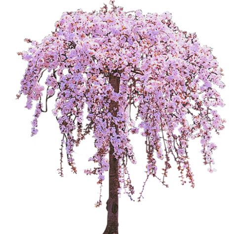 Pink Weeping Cherry Tree in Bloom by LilipilySpirit on DeviantArt