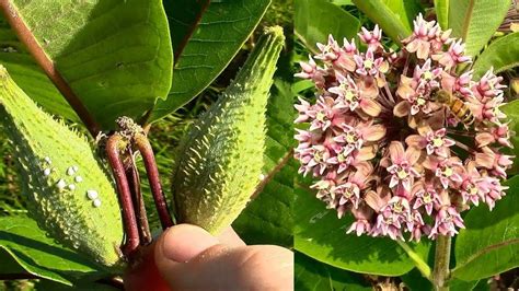 50 Common Milkweed Seeds | Etsy