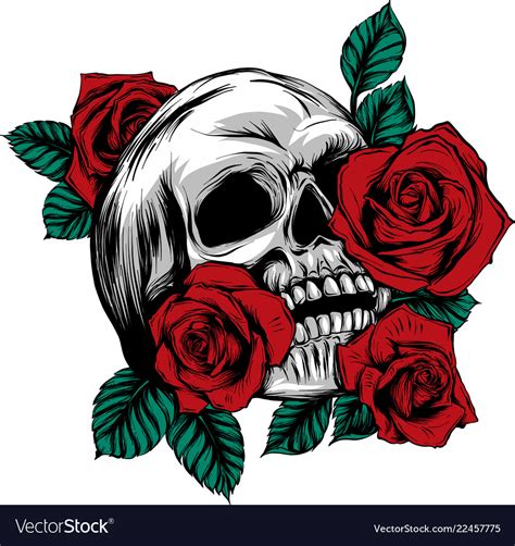 A human skulls with roses on white background Vector Image