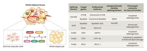 Splicing factors and their targeted isoforms in adipogenesis. | Download Scientific Diagram