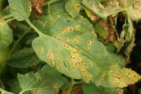 Septoria Leaf Spot Treatment > Identify & Disease Prevention Tips