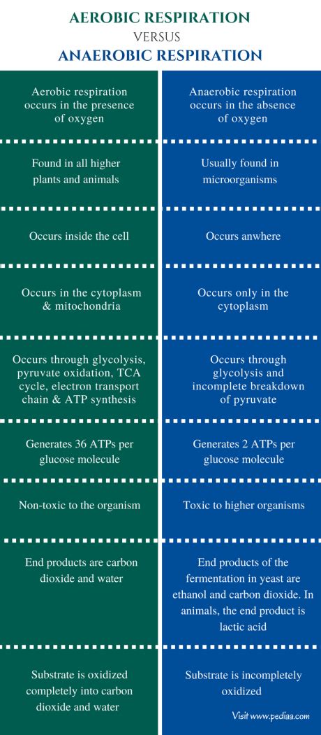 Difference Between Aerobic and Anaerobic Respiration | Characteristics ...