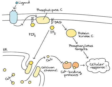 Signal Transduction Pathway G Protein