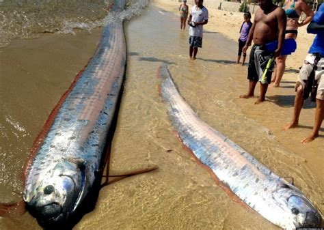 Oarfish – "OCEAN TREASURES" Memorial Library