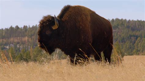 The American Buffalo - Surprising Facts About the Buffalo - Twin Cities PBS