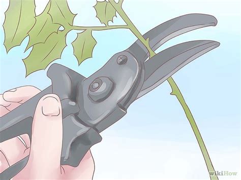 How to Prune Holly Shrubs: 12 Steps (with Pictures) - wikiHow | Holly shrub, Shrubs, Winter lawn