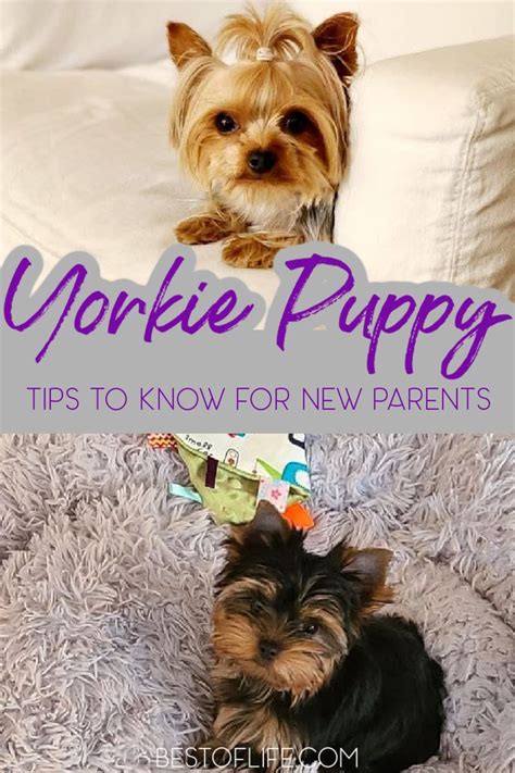 Are Yorkie Puppies Easy To Train