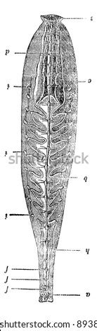 Anatomy Of Leech, Vintage Engraved Illustration. Magasin Pittoresque 1875. - 89384119 : Shutterstock