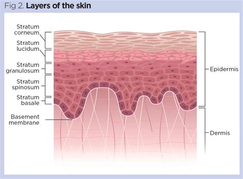 Skin 1: the structure and functions of the skin - HealthTopical