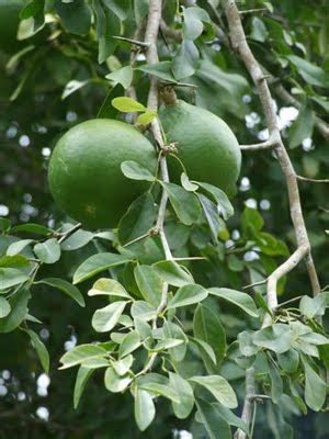 Herbal plants of Sri Lanka: Beli fruit (Aegle marmelos)