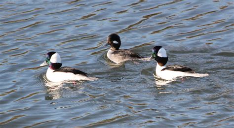 fred walsh photos: Bufflehead Duck, male | Photo, Male, Animals