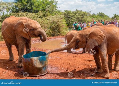 Two Baby Elephants Drinking Water Editorial Stock Image - Image of safari, sheldrick: 91802269