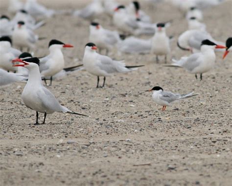 Caspian Tern - Window to Wildlife - Photography by Jim Edlhuber