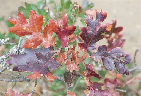 Oregon White Oak, Autumn Leaves Photograph by John Serrao - Fine Art America