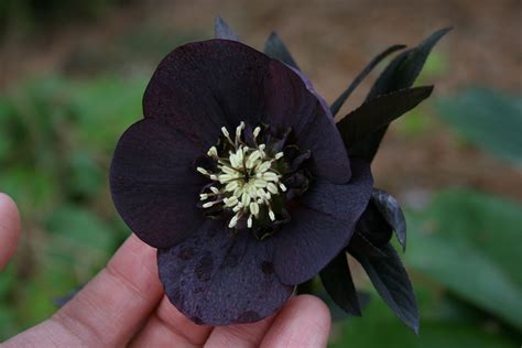 Black Hellebore Deadly Plants, Black Flowers, Outlander, Flower Tattoo, Floral Rings, Succulents ...