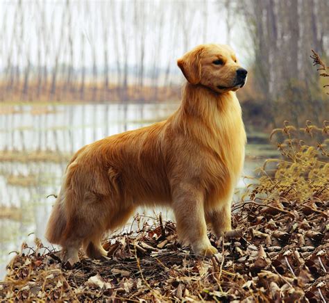 Uncovering the Meaning Behind a Golden Retriever Dream - TheReadingTub