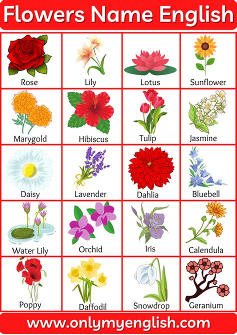 hand lettering alphabet worksheet: All Red Flowers Name With Picture ...