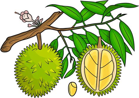 Download A Cartoon Of A Fruit On A Tree Branch [100% Free] - FastPNG