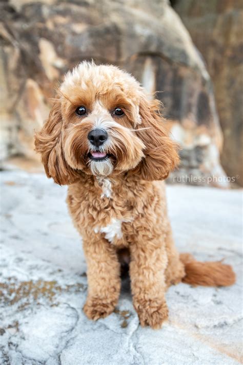 Millie the Cavoodle - from puppy to adult - ruthless photos - sydney and canberra dog photographer