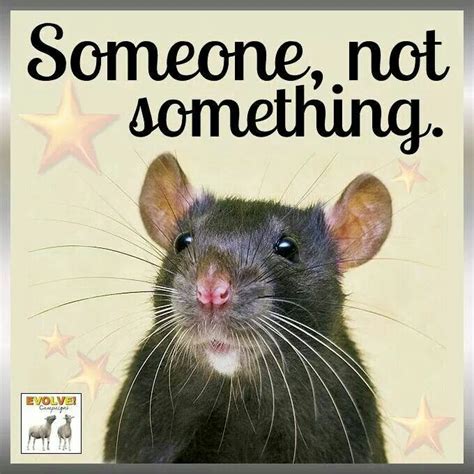 Alguien, no algo Funny Rats, Cute Rats, All About Animals, Mouse Rat ...