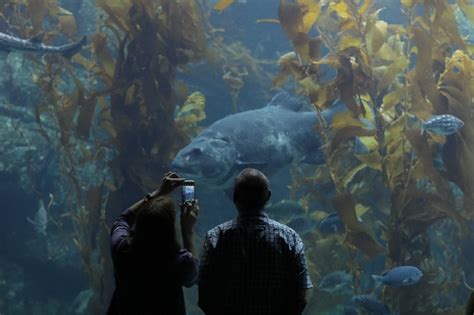 Birch Aquarium Tickets San Diego - La Jolla, CA | Tripster