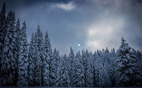 Wallpaper Fir forest, trees, snow, winter, moon 5120x2880 UHD 5K ...