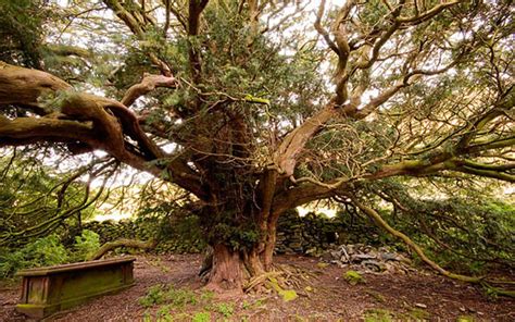 Meeting the oldest living thing on earth