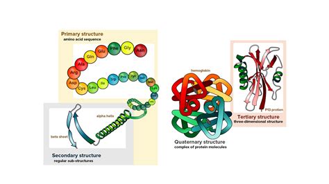 Comment on the quaternary structure of proteins.