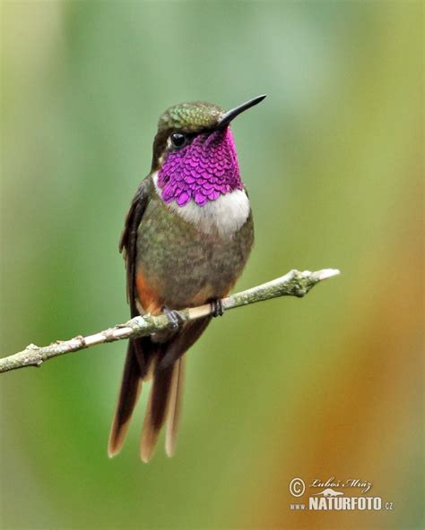 Purple-throated Woodstar Photos, Purple-throated Woodstar Images, Nature Wildlife Pictures ...