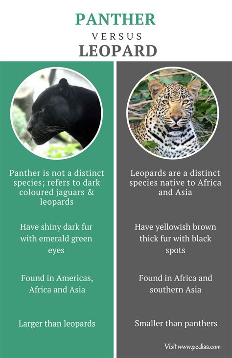 Difference Between Panther and Leopard | Facts, Features, Behaviour, Comparison