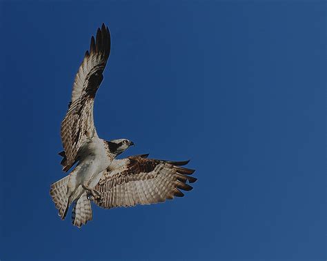 Female Osprey In Flight Photograph by Hella Zaiser - Pixels