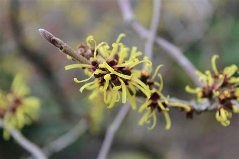 Hamamelis mollis