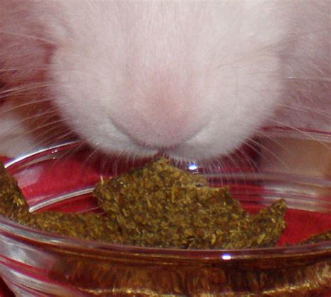 Bunnehs Bunny Rabbit Treats Recipe - Food.com