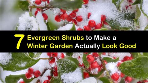 7 Evergreen Shrubs to Make a Winter Garden Actually Look Good