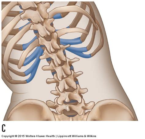 Motions of the Joints of the Lumbar Spine